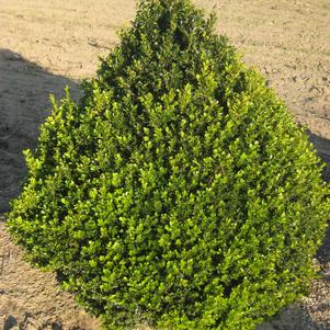 BOXWOOD (BUXUS) `CRANBERRY CREEK` - In Store Pickup