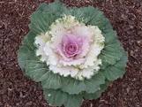Kale and cabbage - 4.5" - In Store Pickup