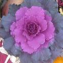 Kale and cabbage - 4.5" - In Store Pickup