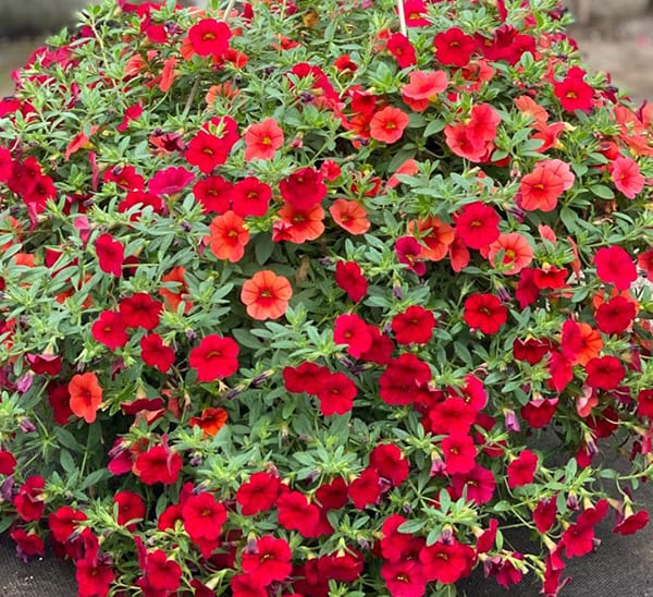 Mono Callibrachoa 10" Hanging Basket - In Store Pickup