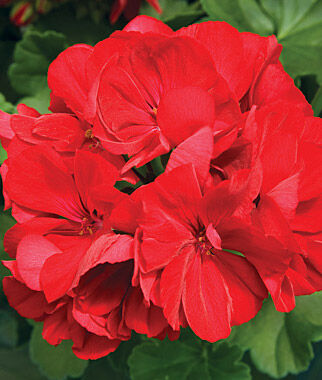 10" Geranium Hanging Basket - Various Colors - In Store Pickup