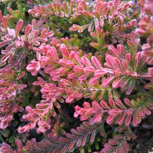 HEATHER (CALLUNA VULGARIS) SCOTCH HEATHER  `SPRING TORCH` - In Store Pickup