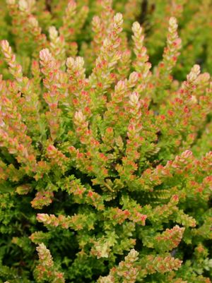 HEATHER (CALLUNA VULGARIS) SCOTCH HEATHER `WINTER CHOCOLATE` - In Store Pickup