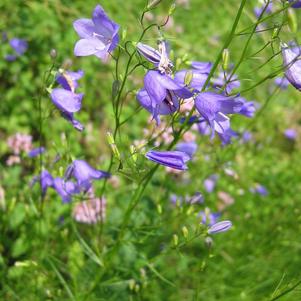 CAMPANULA ROTUNDIFOLIA - BLUEBELL - In Store Pickup
