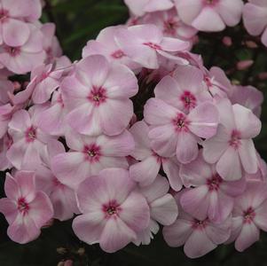 PHLOX PANICULATA `COTTON CANDY` - GARDEN PHLOX - In Store Pickup
