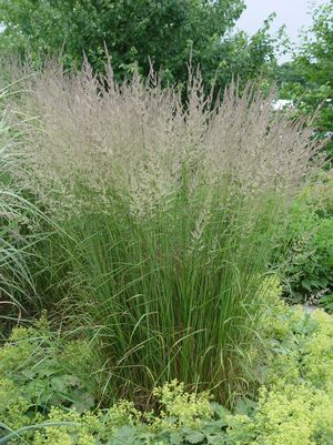 FEATHER REED GRASS (CALAMAGROSTIS ARUNDINACEA) `KARL FOERSTER` - In Store Pickup