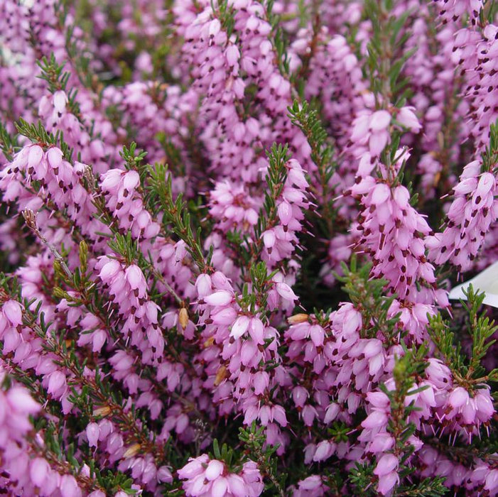 ERICA CARNEA PINK SPRING HEATHER - IN STORE PICKUP
