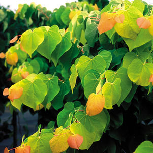 EASTERN REDBUD (CERCIS CANADENSIS) 'RISING SUN' - In Store Pickup