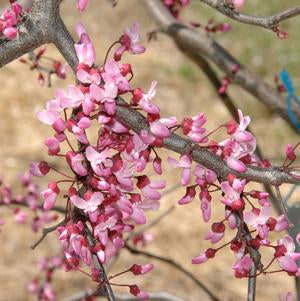 WEEPING EASTERN REDBUD (CERCIS CANADENSIS) `RUBY FALLS` - In Store Pickup