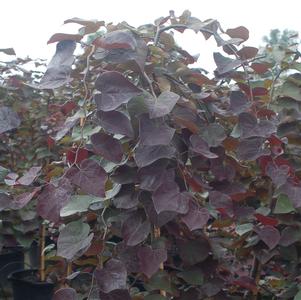 WEEPING EASTERN REDBUD (CERCIS CANADENSIS) `RUBY FALLS` - In Store Pickup