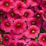 CALIBRACHOA (Superbells) - Various - In Store Pickup