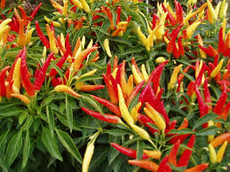 Ornamental Pepper - In Store Pickup