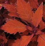 COLEUS - 4.5" - Various - In Store Pickup