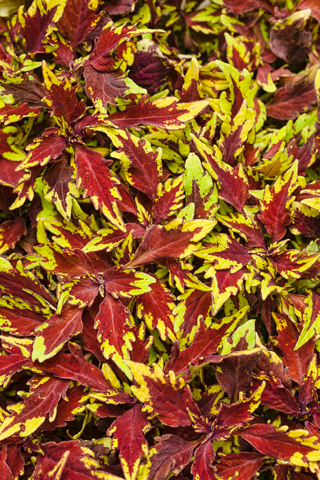 COLEUS - 4.5" - Various - In Store Pickup