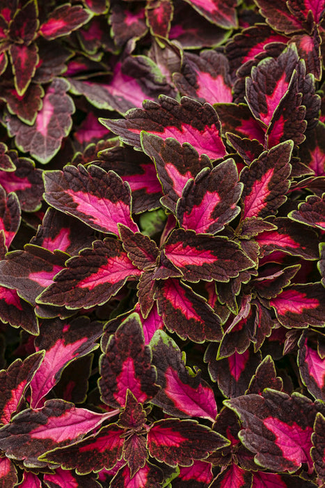 COLEUS - 4.5" - Various - In Store Pickup