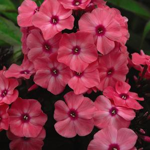 PHLOX PANICULATA `CORAL CREME DROP` - GARDEN PHLOX - In Store Pickup