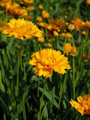 COREOPSIS GRAND. `EARLY SUNRISE` TICKSEED - In Store Pickup