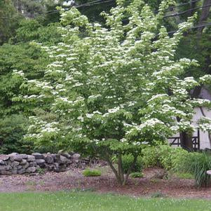 DOGWOOD (CORNUS KOUSA) - In Store Pickup
