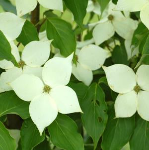 DOGWOOD (CORNUS KOUSA) `MILKY WAY` - In Store Pickup