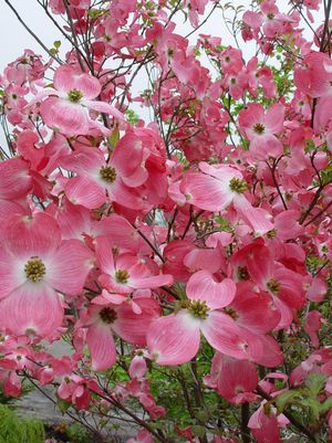 DOGWOOD (CORNUS X ) `STELLAR PINK` - In Store Pickup