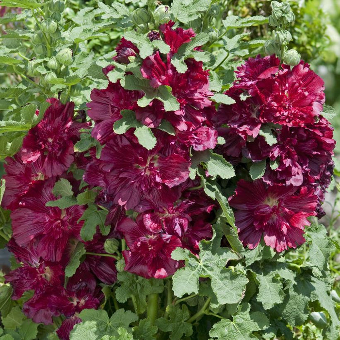 HOLLYHOCK (Alcea rosea annua) Spring Celebrities Crimson - In Store Pickup