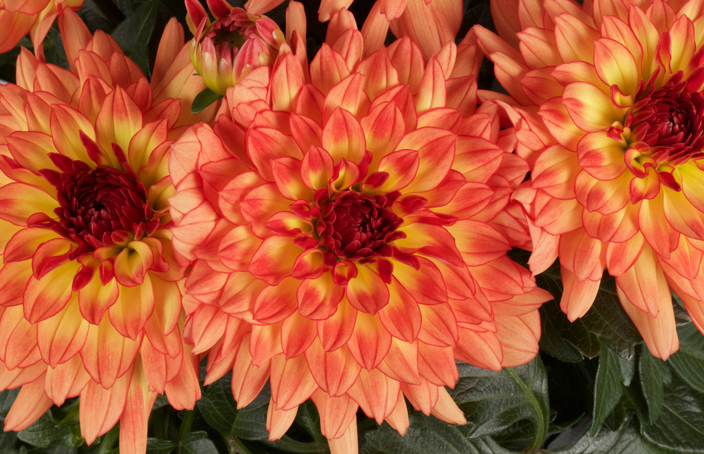 DAHLIA (DAHLINA GRANDE)- 4" - In Store Pickup