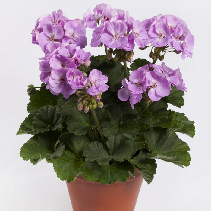 Geranium Zonal - 4.5" - Various Colors - In Store Pickup