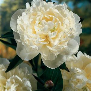 PEONY (PAEONIA) `DUCHESSE DE NEMOURS` - In Store Pickup