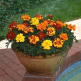 Marigolds 6 Pack - In Store Pickup