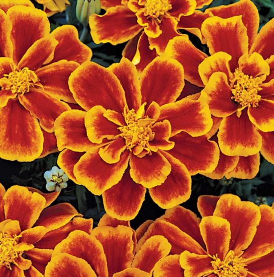 Marigolds 6 Pack - In Store Pickup