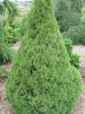DWARF ALBERT SPRUCE (PICEA GLAUCA) `CONICA` - In Store Pickup