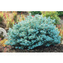 DWARF GLOBE BLUE SPRUCE (PICEA PUNGENS) `GLOBOSA` - In Store Pickup