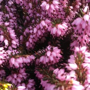 SPRING HEATHER (ERICA X DARLEYENS) `KRAMER`S RED` - In Store Pickup