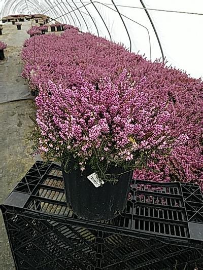 SPRING HEATHER (ERICA X DARLEYENS) `KRAMER`S RED` - In Store Pickup