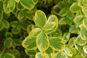 EUONYMUS FORTUNEI `EMERALD `N GOLD` - In Store Pickup