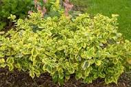 EUONYMUS FORTUNEI `GOLD SPLASH` - In Store Pickup