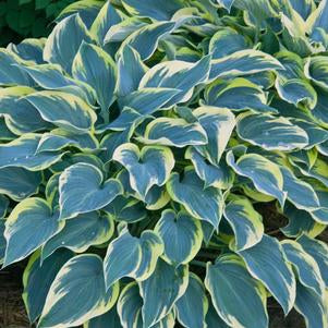 HOSTA `FIRST FROST` - In Store Pickup