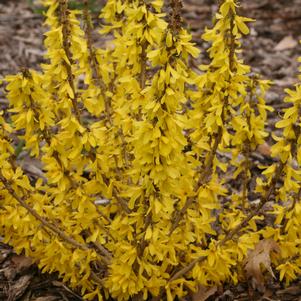 FORSYTHIA `SHOW OFF` - In Store Pickup