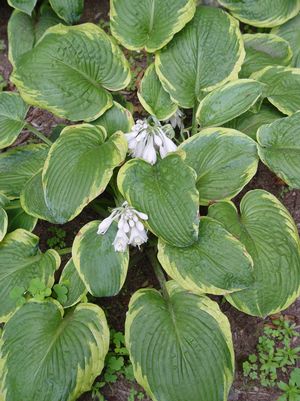 HOSTA `FRANCES WILLIAMS` - In Store Pickup