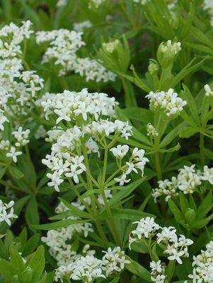 SWEET WOODRUFF (GALIUM ODORATUM) - In Store Pickup