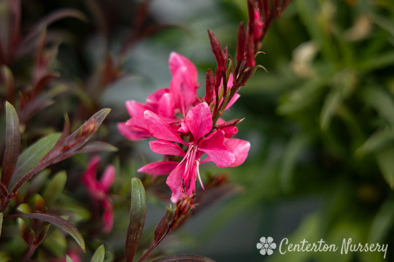 WANDFLOWER (GAURA LINDHEIMERI) STEFFI 'DARK ROSE' - In Store Pickup