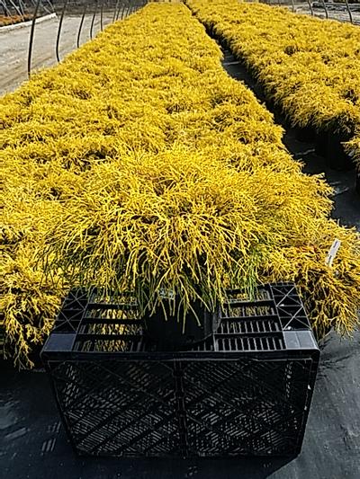 SAWARA CYPRUS (CHAMAECYPARIS PISIFERA F.) `AUREA` FALSE CYPRUS - In Store Pickup