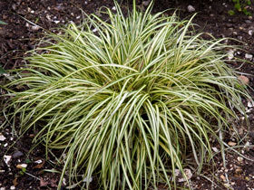 VARIEGATED SEDGE GRASS (Carex oshimensis) 'GOLD STRIKE' - In Store Pickup
