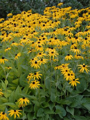 BLACK EYED SUSAN (RUDBECKIA FULGIDA) `GOLDSTURM` - In Store Pickup