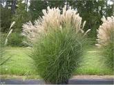 MAIDEN GRASS (MISCANTHUS SINENSIS) `GRACILLIMUS` - In Store Pickup