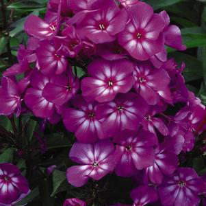 PHLOX PANICULATA `GRAPE LOLLIPOP` - GARDEN PHLOX - In Store Pickup