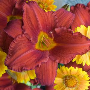 DAYLILY (HEMEROCALLIS) `CHICAGO APACHE` - In Store Pickup