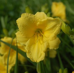 DAYLILY (HEMEROCALLIS) `HAPPY RETURNS` - In Store Pickup
