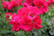 10" Geranium Hanging Basket - Various Colors - In Store Pickup