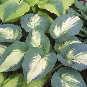 HOSTA `HUDSON BAY` - In Store Pickup